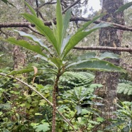 7. Psiadia laurifolia - Bois de chenilles - Astéracée - B.jpeg