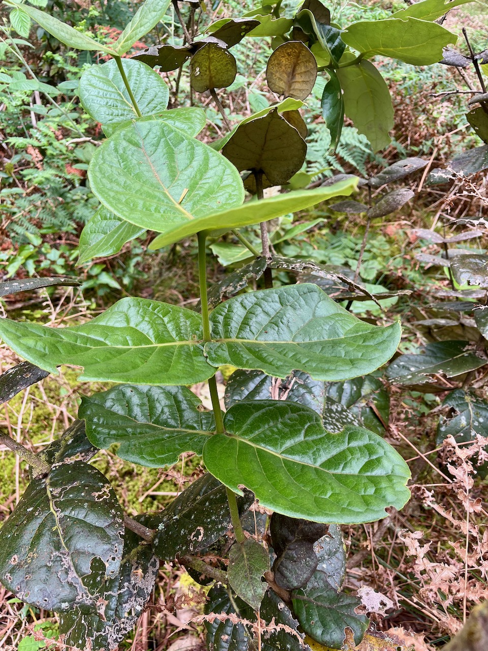 8. Monimia amplexicaulis Mapou des hauts Monimiaceae ENDEMIQUE LA REUNION.jpeg