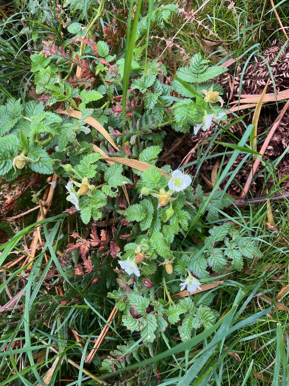 9. Potentilla indica - Fraise crapaud Fraise de l'eau, fraise marron - Rosaceae.jpeg