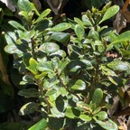 12. ??? Chassalia&nbsp;gaertneroides - Bois de corail  des Hauts - Rubiaceae.jpeg