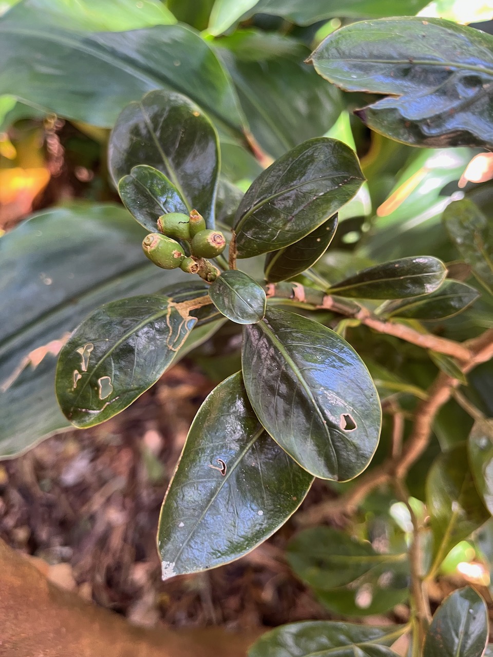 17. Fruits de ??? Chassalia&nbsp;gaertneroides - Bois de corail  des Hauts - Rubiaceae.jpeg