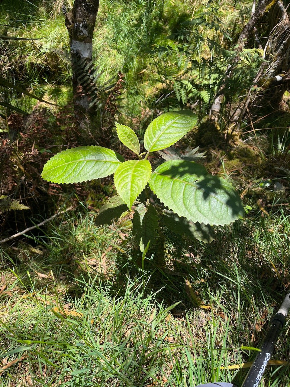 22. Claoxylon glandulosum.gros bois d&rsquo;oiseaux.euphorbiaceae.endémique Réunion..jpeg