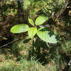 22. Claoxylon glandulosum.gros bois d&rsquo;oiseaux.euphorbiaceae.endémique Réunion..jpeg