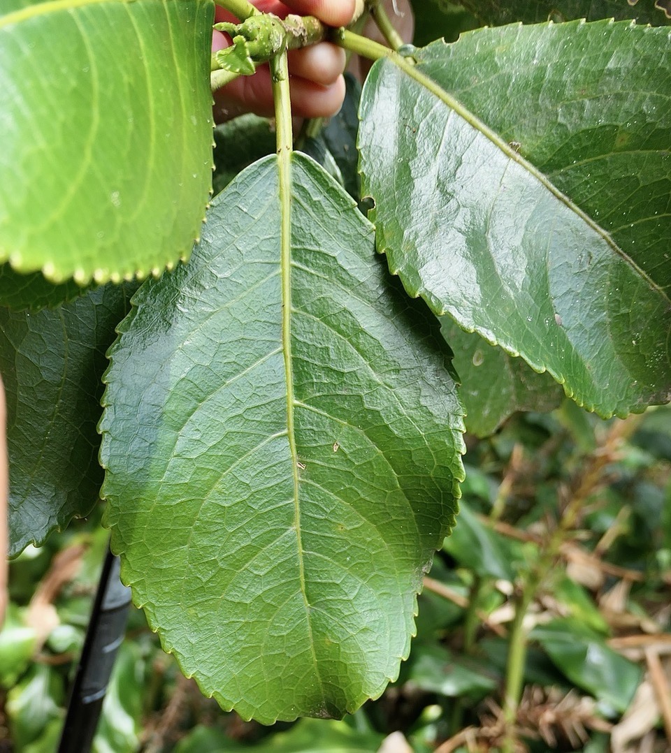 Claoxylon glandulosum.gros bois d&rsquo;oiseaux. ( feuille avec glandes sur la marge du limbe et excroissances sur le pétiole ) euphorbiaceae.endémique Réunion..jpeg