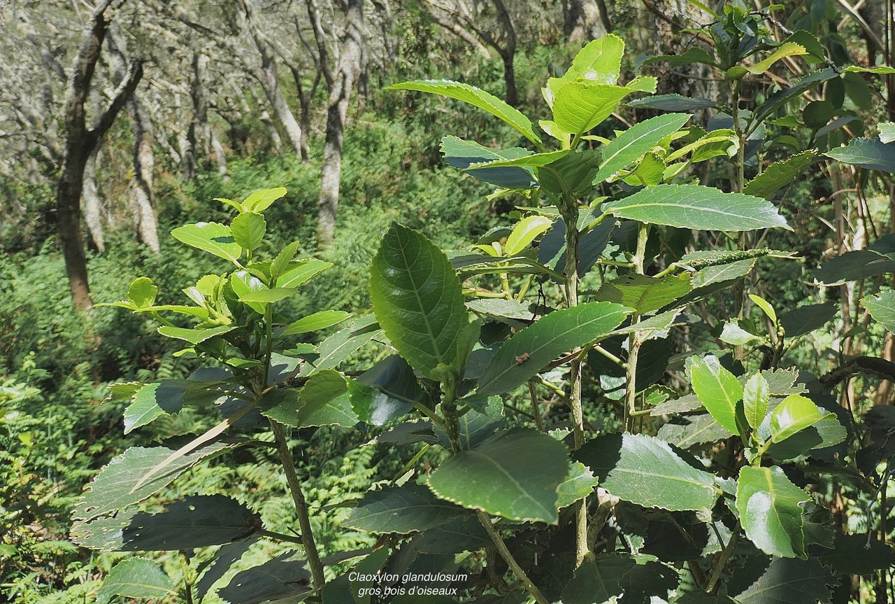 Claoxylon glandulosum.gros bois d&rsquo;oiseaux.euphorbiaceae.endémique Réunion..jpeg