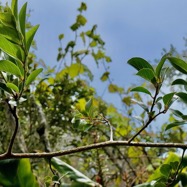 Embelia angustifolia  liane savon.primulaceae.endémique Réunion Maurice..jpeg