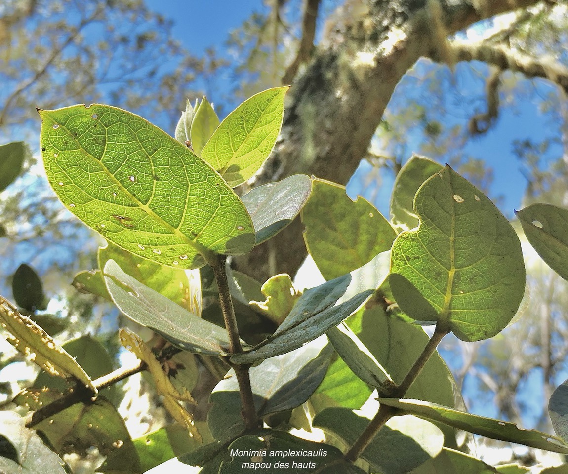 Monimia amplexicaulis.mapou des hauts.monimiaceae endémique Réunion..jpeg