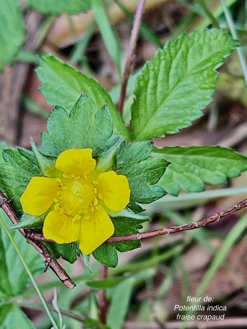 Potentilla indica ( Duchesnea indica ) fraise crapaud.fraise de l&rsquo;eau.rosaceae.amphinaturalisé.espèce envahissante..jpeg