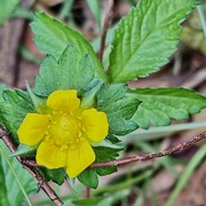Potentilla indica ( Duchesnea indica ) fraise crapaud.fraise de l&rsquo;eau.rosaceae.amphinaturalisé.espèce envahissante..jpeg