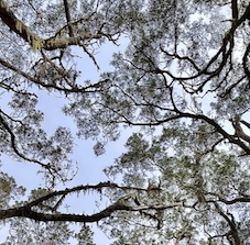Sentier du Gol  7 octobre 2024