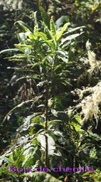 Bois de chenille- Psiadia laurifolia - astéracée - B