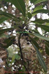 Bois de Laurent Martin avec fruits