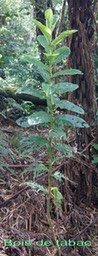 Bois de tabac- Psiadia boivinii- Astéracée - B