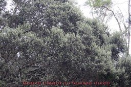 Branle bâtard - Phylica nitida - Rhamnacée - I