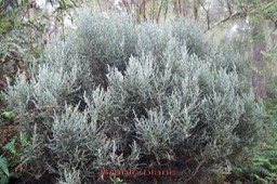 Branle blanc- Stoebe passerinoides - Astéracée - B