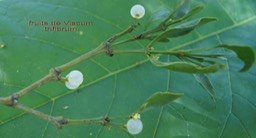 Chourichaude- Viscum triflorum - Santalacée - I
