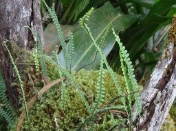 Ctenopteris_rigescens_Indigène_Réunion_Maurice