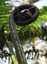 Cyathea excelsa - Jeune feuille enroulée en crosse