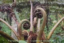Cyathea excelsa - Jeunes feuilles