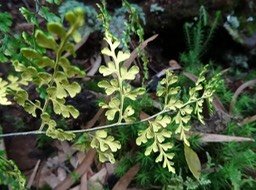 Face_inférieure_de_pinnules_Pityrogramma_aurea_Fougère_d_or_Indigène_Réunion