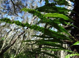 Fougère_Gros_lentilles_ Pleopeltis_macrocarpa_Indigène_réunion_maurice