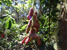 Fruits_Fuchsia_Boliviana_ONAGRACEES