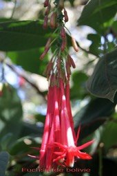 Fuchsia de Bolivie- Fuchsia boliviana - Onagracée - exo