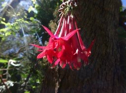 Fuchsia_Boliviana_ONAGRACEES