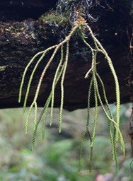 Huperzia sp