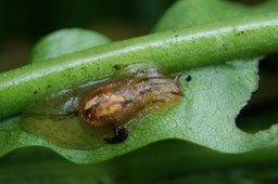 Hyalimax sur feuille de Psiadia laurifolia