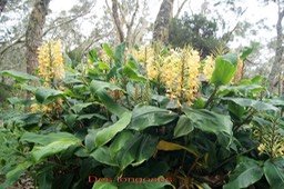 Longose en fleurs