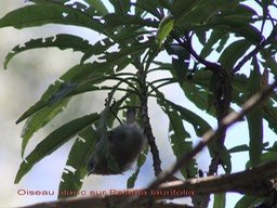 Oiseau blanc sur Psiadia laurifolia