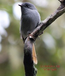 Oiseau la Vierge