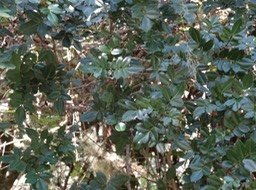 Peit_tan_rouge_Weinmannia_mauritiana_CUNONIACEES