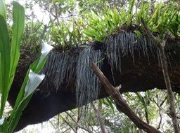 Touffe_de_Fougère_Ficelle_Vittaria_isoetifolia_Indigène_Réunion
