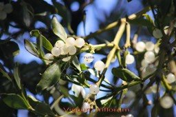 Viscum triflorum-2