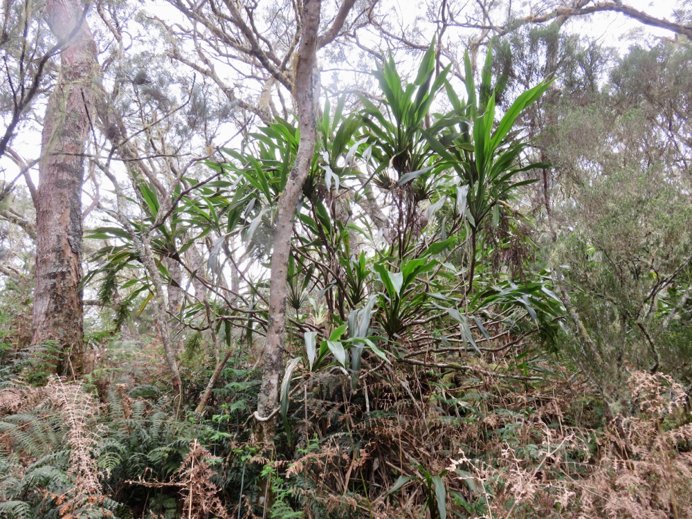 5. Cordyline mauritiana - Canne marron - LILIACEAE -E RM.jpeg