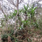 5. Cordyline mauritiana - Canne marron - LILIACEAE -E RM.jpeg