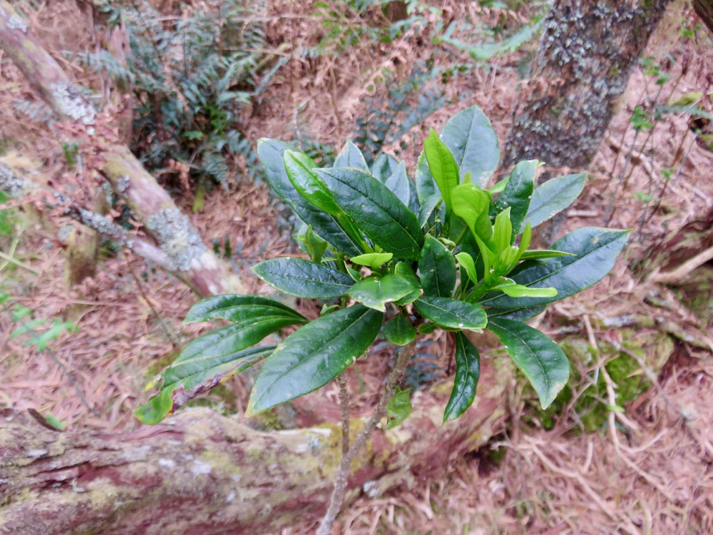 6. Pittosporum Senacia reticulatum - Bois de Joli cœur des Hauts  - Pittosporaceae.jpeg