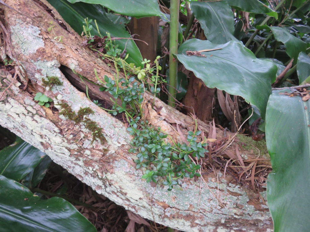 11. Peperomia tetraphylla - Pourpier marron - Piperaceae - Pantropicale.jpeg