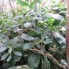 12. Fruits - Chassalia gaertneroides - Bois de corail des Hauts - Rubiaceae.jpeg