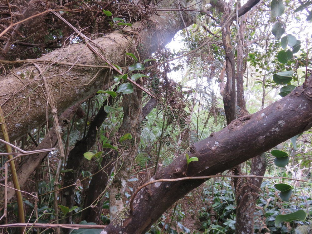 14. Smilax anceps - Liane croc de chien - SMILACACEAE - Mada, BM Indigène.jpeg
