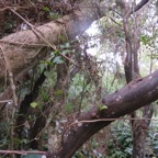 14. Smilax anceps - Liane croc de chien - SMILACACEAE - Mada, BM Indigène.jpeg