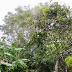 15. Ocotea obtusata - Bois de cannelle marron **- Lauracée - I.jpeg