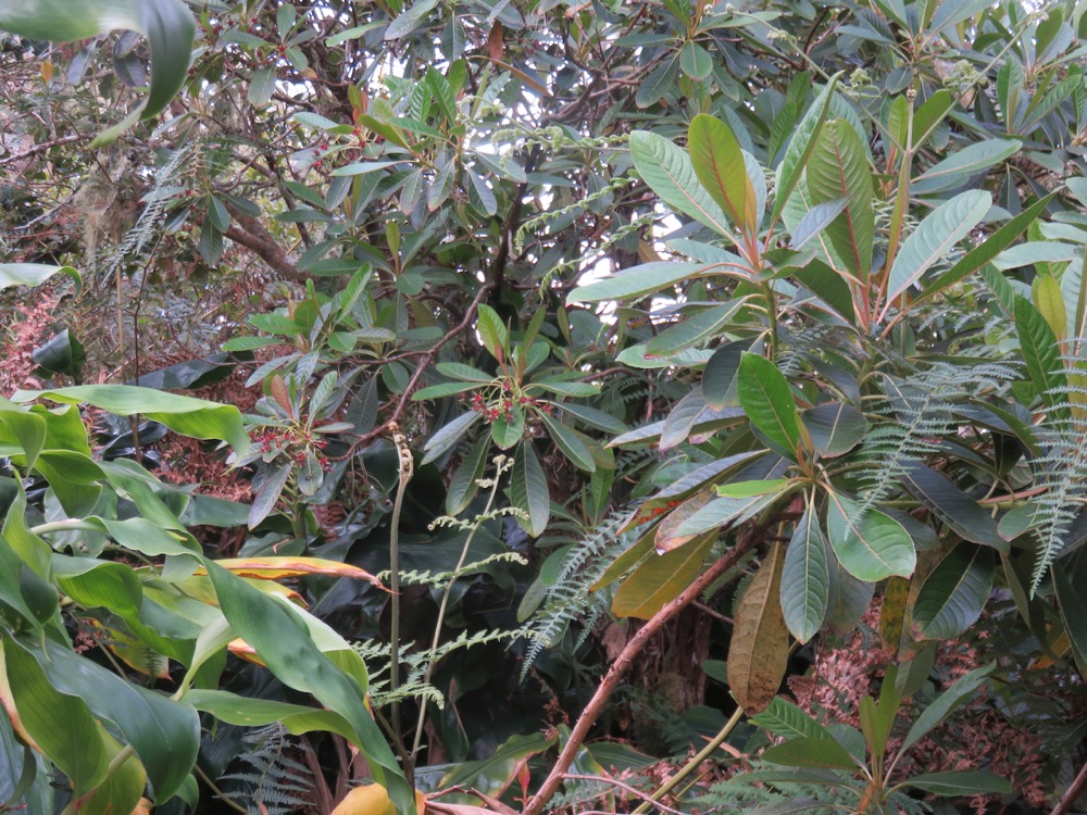 17. Forgesia racemosa - Bois de Laurent Martin - Escalloniacée - B.jpeg