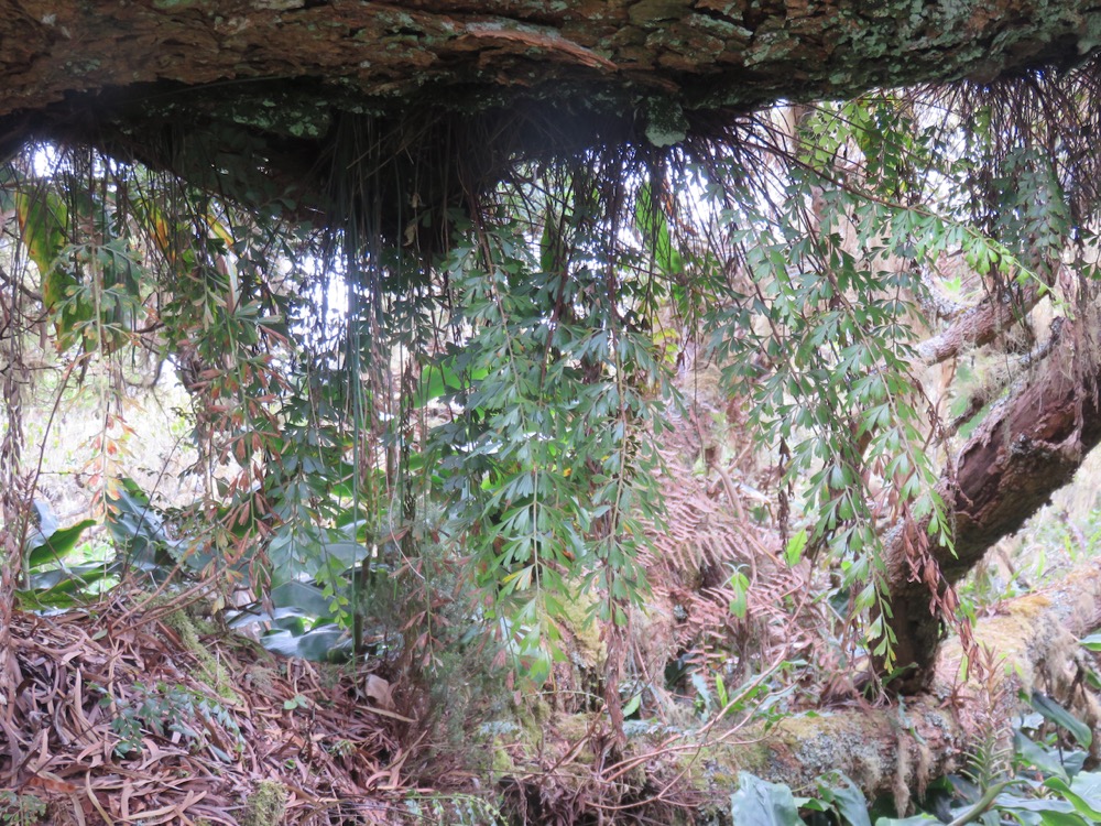 21. ??? Asplenium daucifolium var viviparum - fougère-carotte- ASPLENIACEAE - Indigène.jpeg