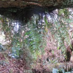 21. ??? Asplenium daucifolium var viviparum - fougère-carotte- ASPLENIACEAE - Indigène.jpeg