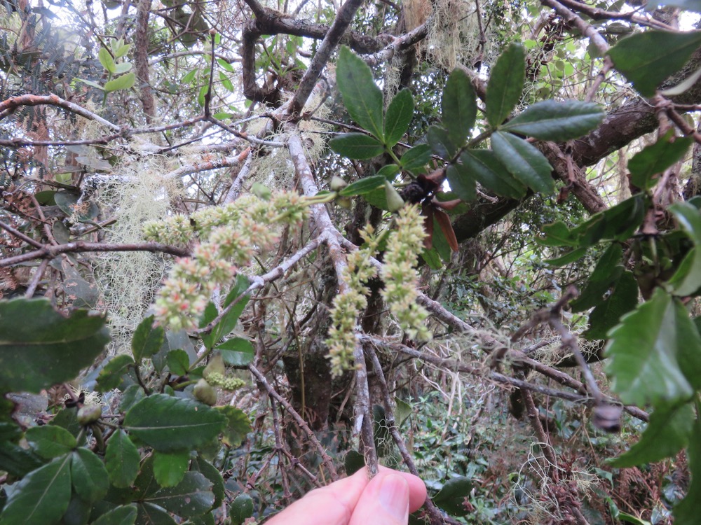 24. ??? Weinmannia mauritiana - Petit bois de tan - CUNONIACEE Endémique M.jpeg