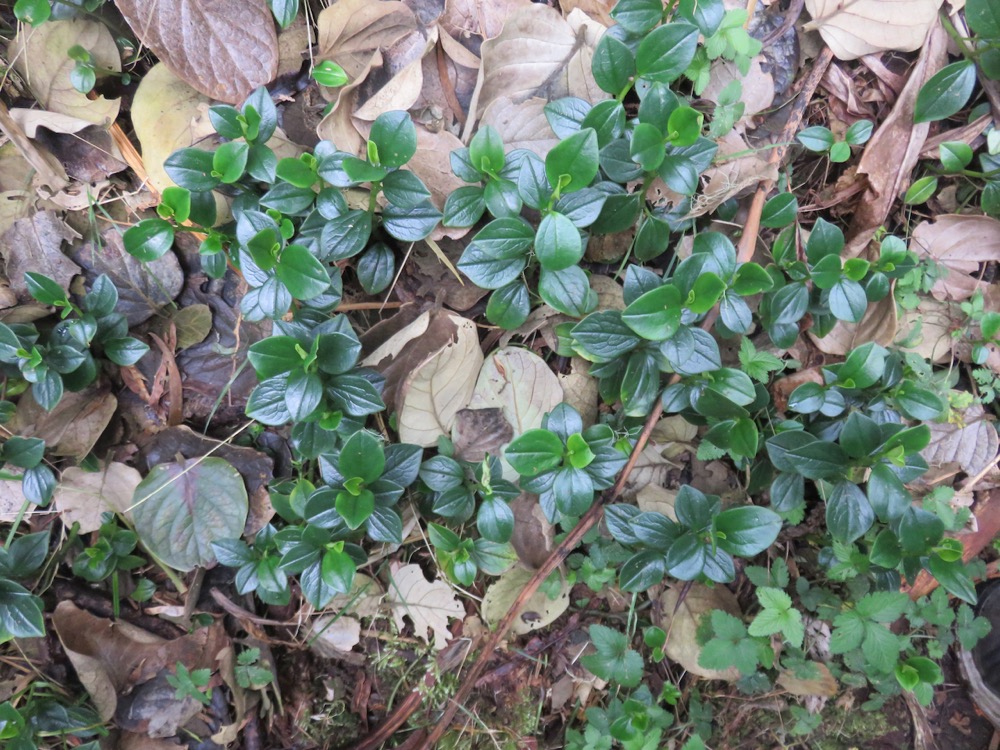 25. ??? Peperomia tetraphylla - Pourpier marron - Piperaceae - Pantropicale.jpeg