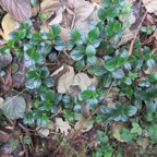 25. ??? Peperomia tetraphylla - Pourpier marron - Piperaceae - Pantropicale.jpeg